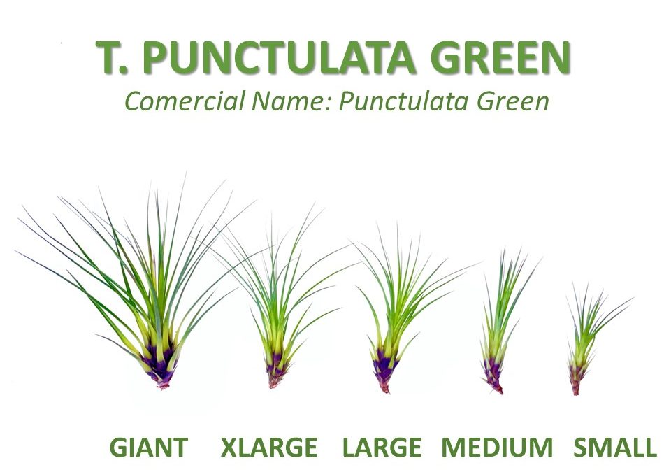 T. punctulata green