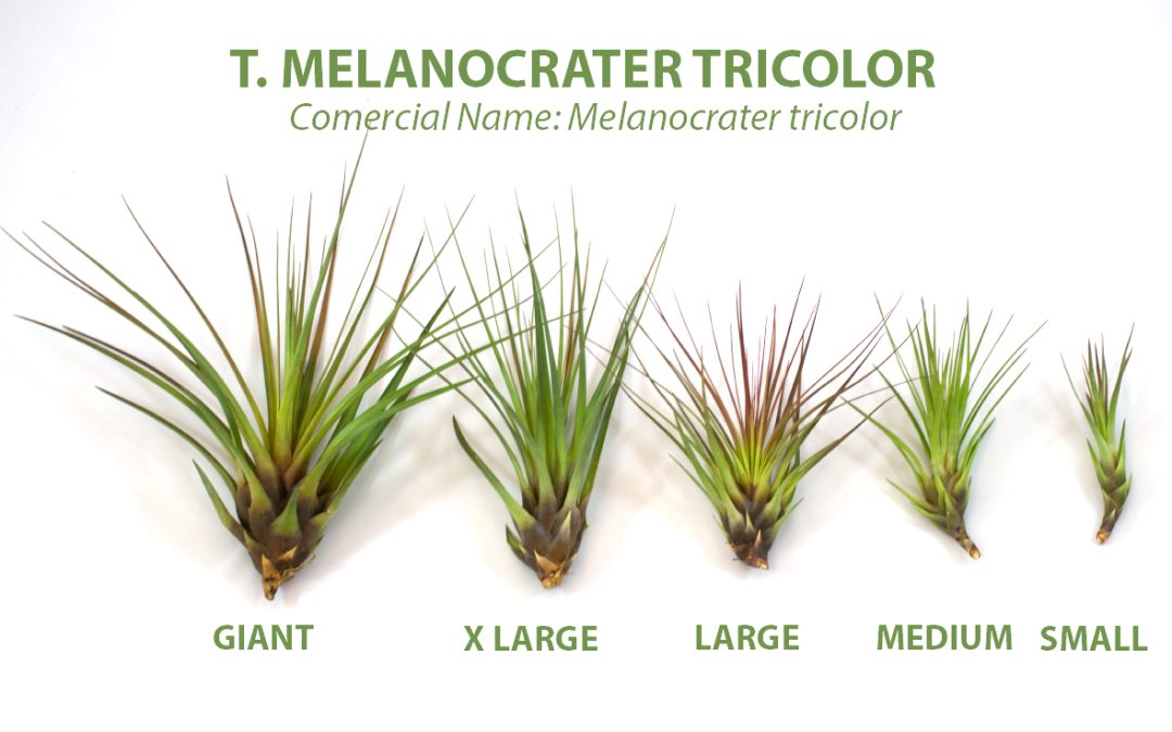 T. melanocrater tricolor