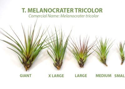 T. melanocrater tricolor