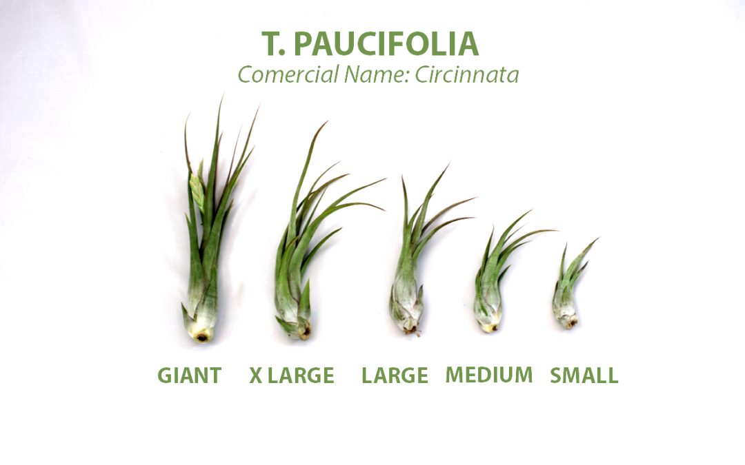 T. paucifolia (circinnata)